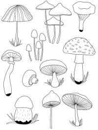 Diverses sortes de champignons