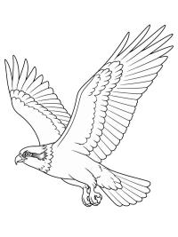 Balbuzard p&ecirc;cheur