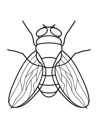 Mouche