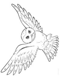 Hibou volant