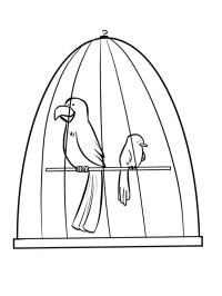 Oiseaux en cage
