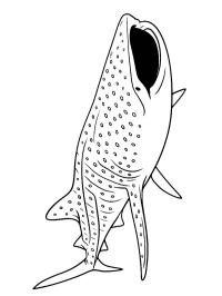 Requin-baleine