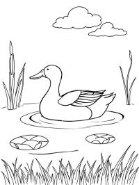Canard colvert