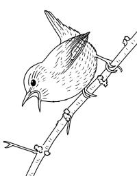 Troglodyte mignon