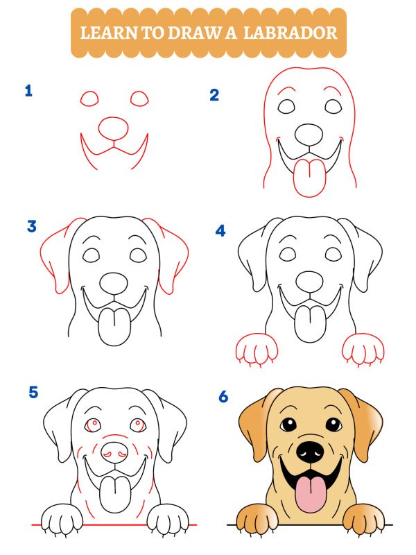 Comment dessiner un Labrador