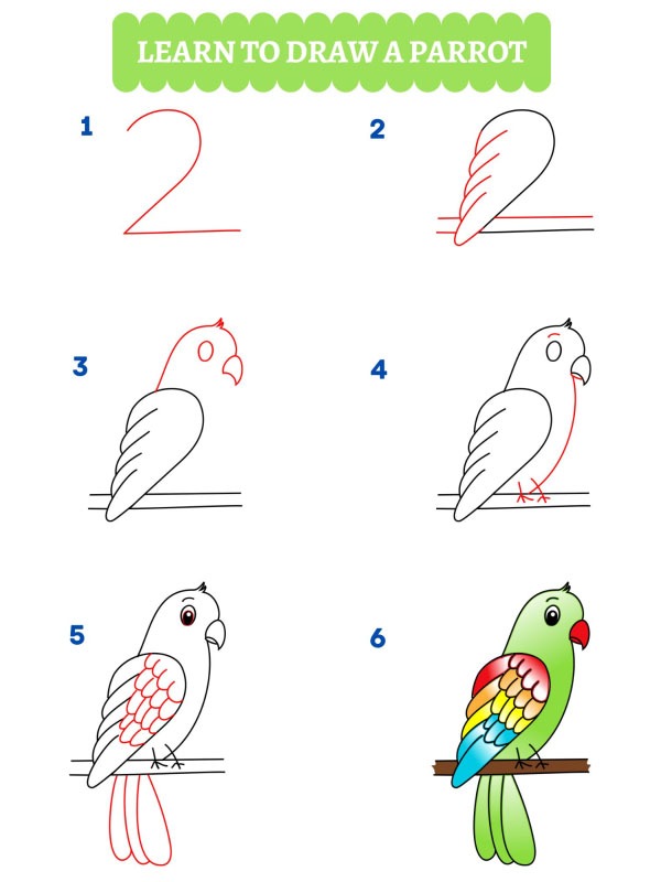 Comment dessiner un perroquet
