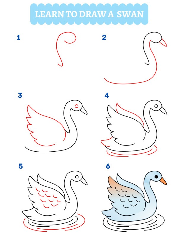 Comment dessiner un cygne