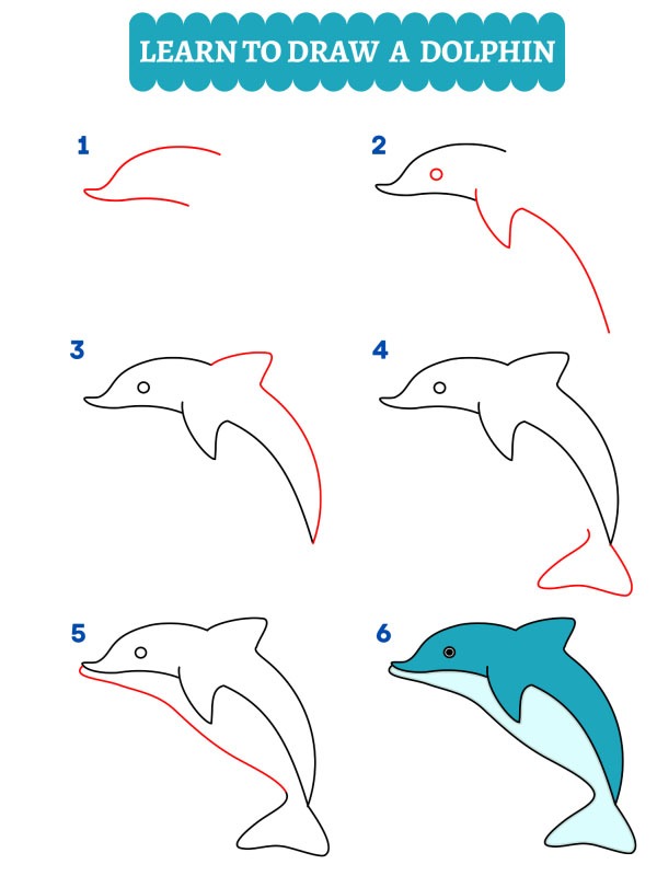 Comment dessiner un dauphin