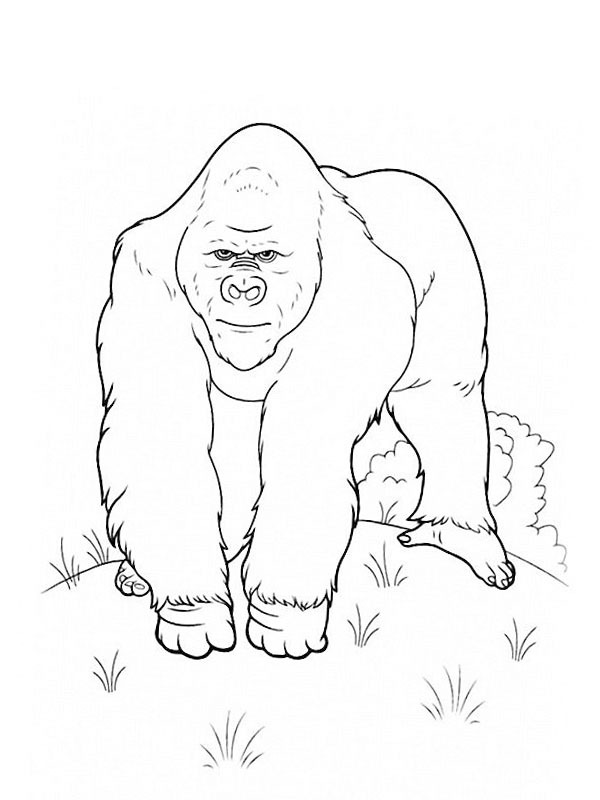 Gorille Coloriage Gorille Coloriage