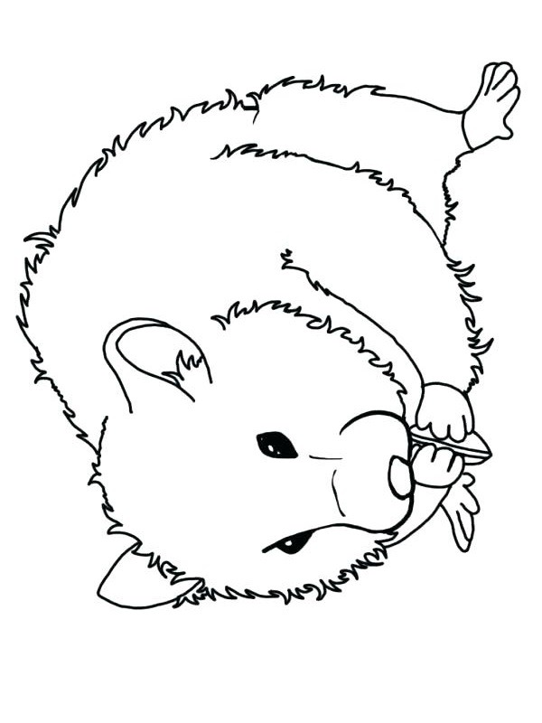hamster Coloriage