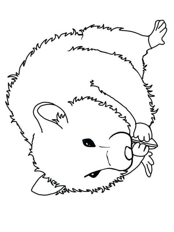 hamster Coloriage hamster Coloriage
