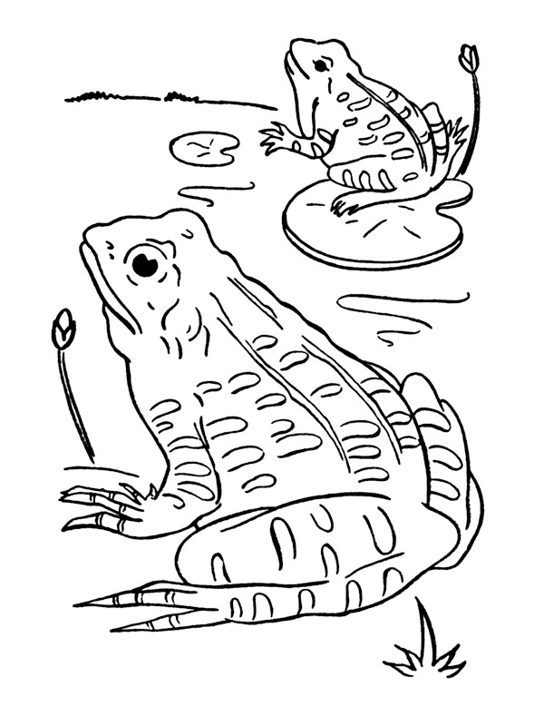 grenouilles Coloriage