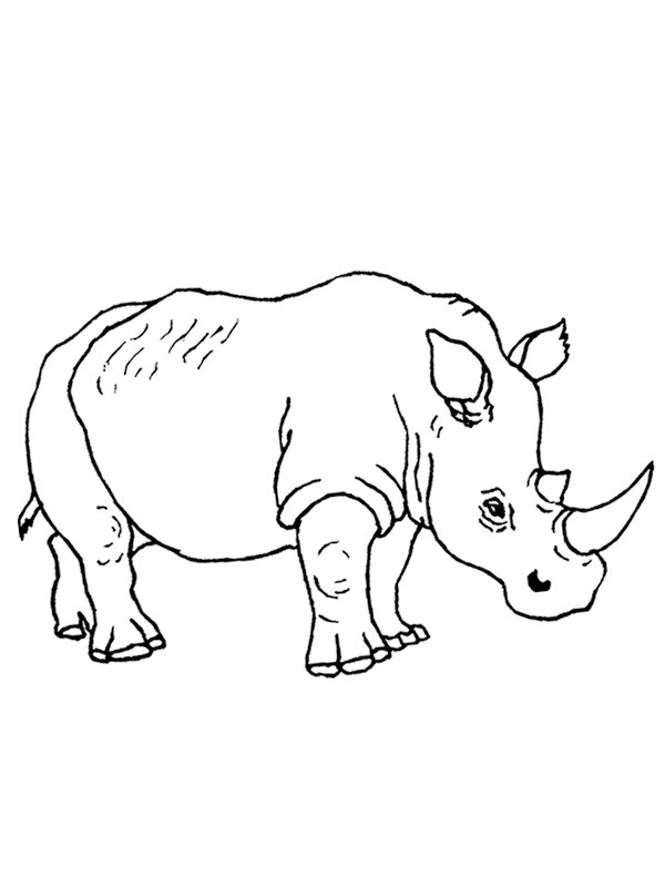 Rhinocéros Coloriage