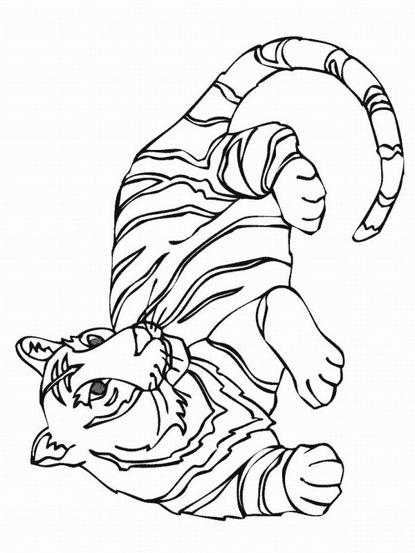 tigre Coloriage