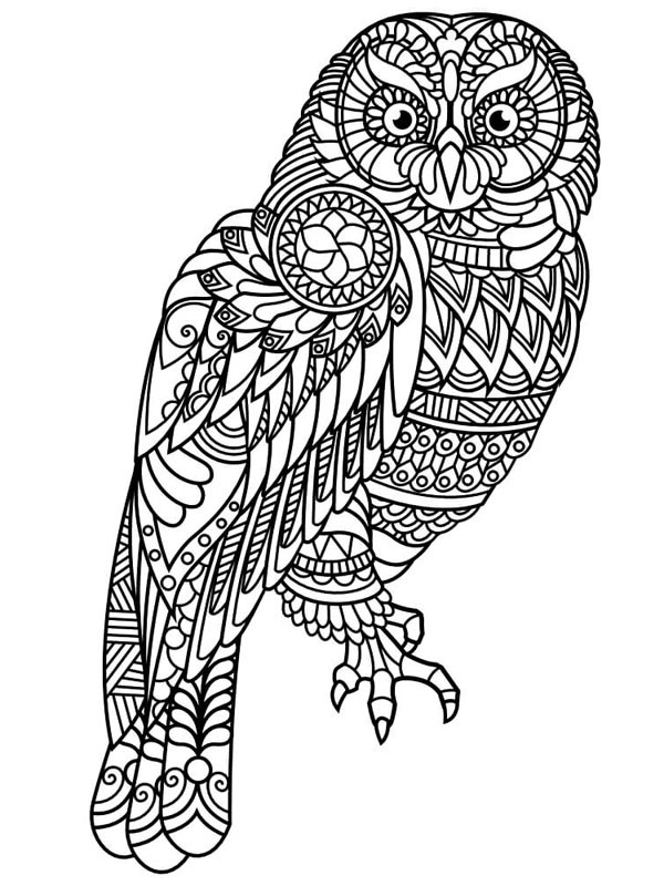 Hibou pour adultes Coloriage