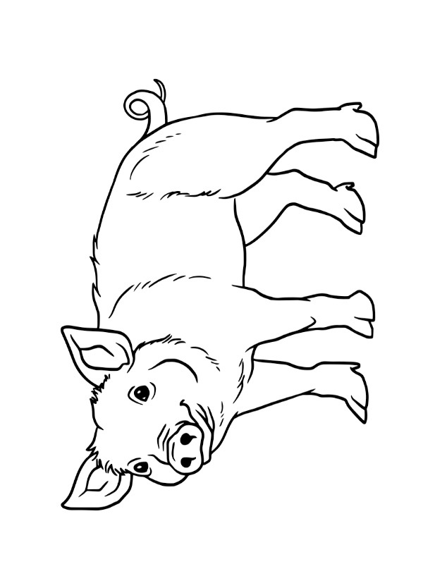 Cochon Coloriage