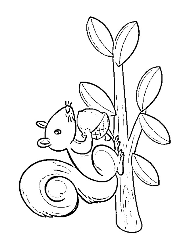 Écureuil Coloriage Écureuil Coloriage