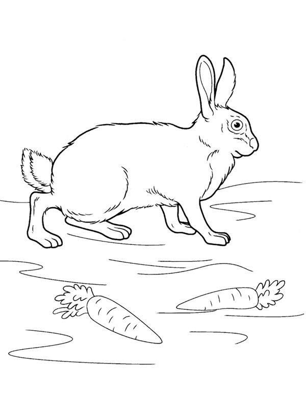 Lapin Coloriage Lapin Coloriage