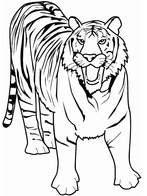 tigre Coloriage