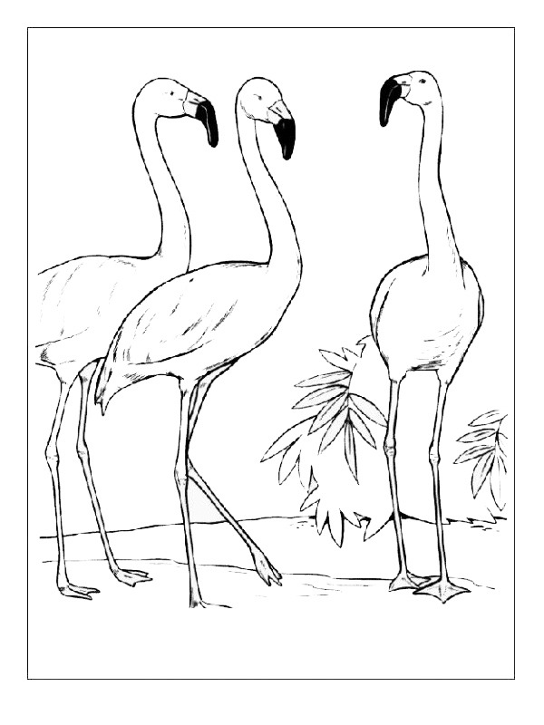 3 Flamants rose Coloriage 3 Flamants rose Coloriage