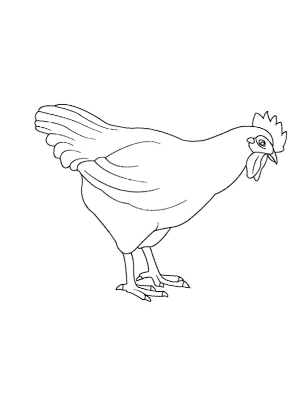poule Coloriage