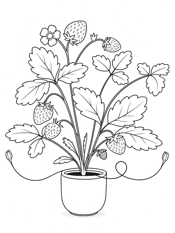 Fraisier Coloriage Fraisier Coloriage