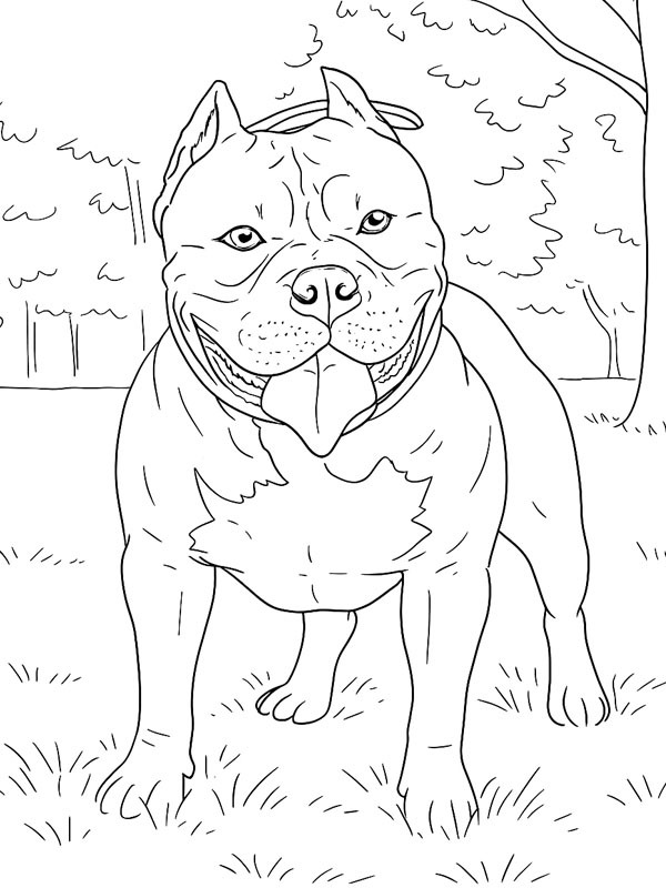 American bully Coloriage American bully Coloriage