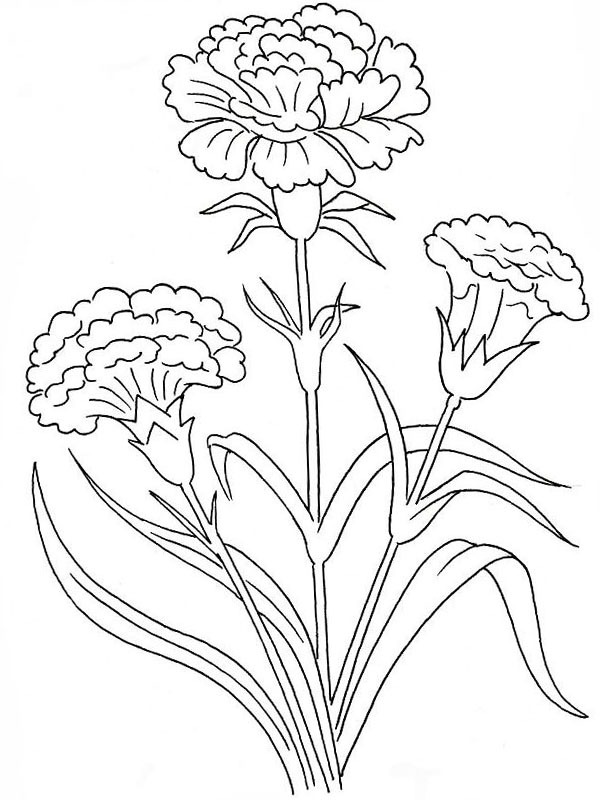 Dianthus Coloriage Dianthus Coloriage