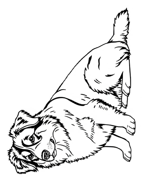 Berger australien Coloriage Berger australien Coloriage