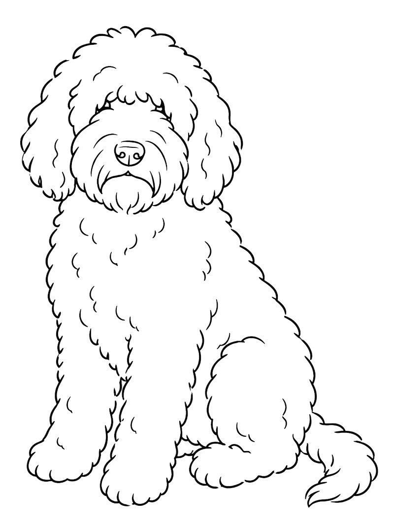 Chien Barbet Coloriage Chien Barbet Coloriage