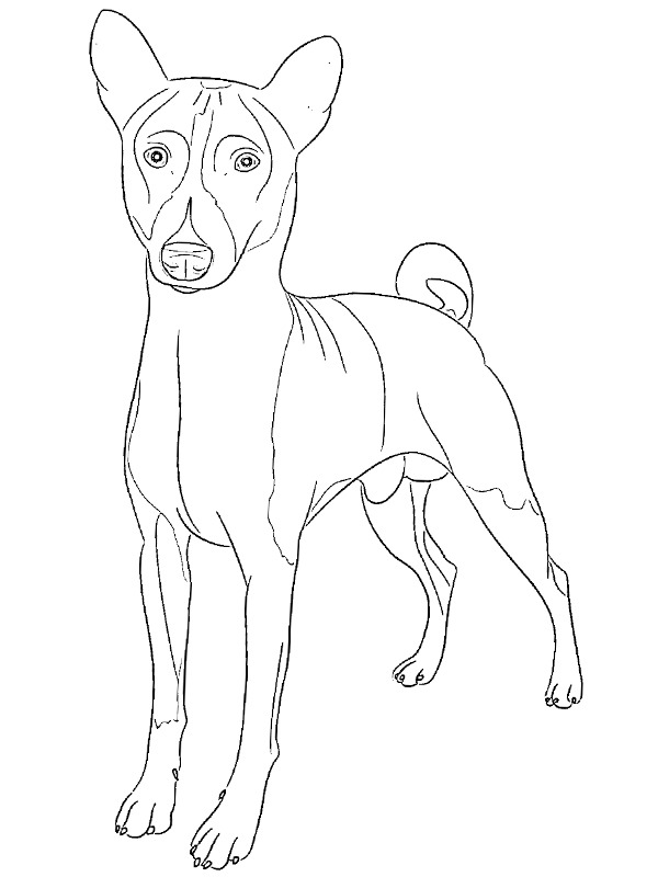 Basenji Coloriage Basenji Coloriage