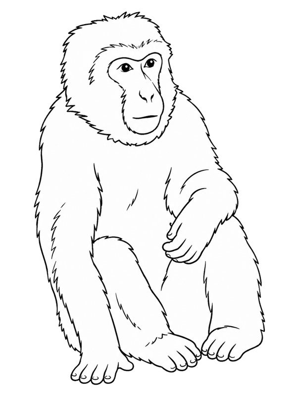 Macaque de Barbarie Coloriage