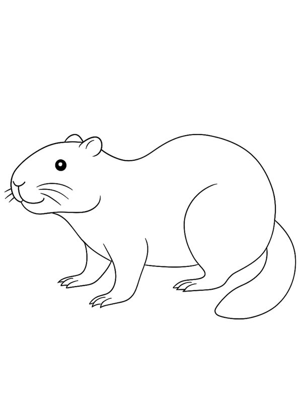 Castor Coloriage Castor Coloriage