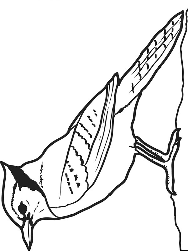 geai bleu Coloriage geai bleu Coloriage