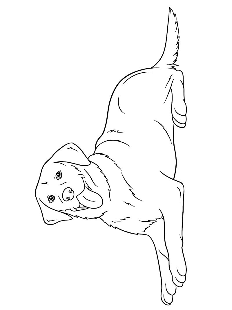 Labrador Retriever heureux Coloriage Labrador Retriever heureux Coloriage