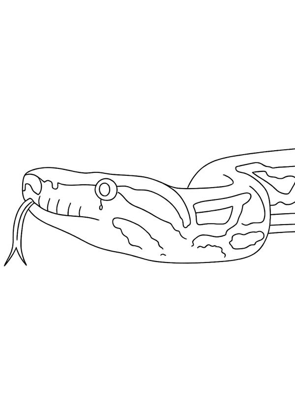 Boa constricteur Coloriage Boa constricteur Coloriage