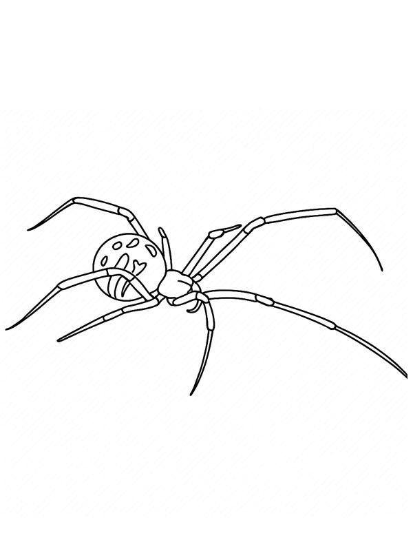 Veuve brune Coloriage Veuve brune Coloriage