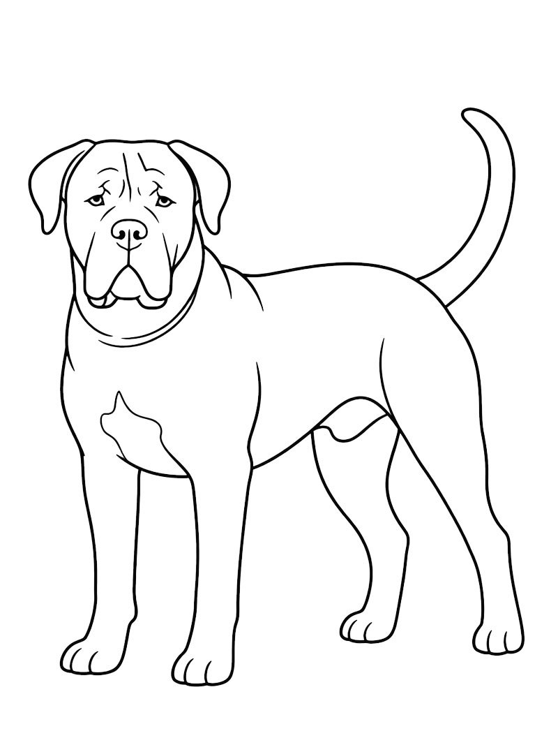 Cane corso Coloriage