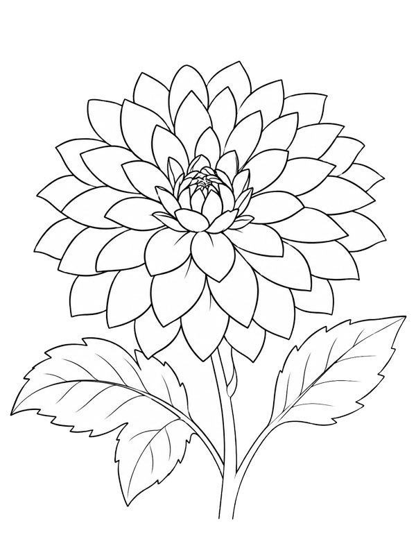 Dahlia Coloriage Dahlia Coloriage