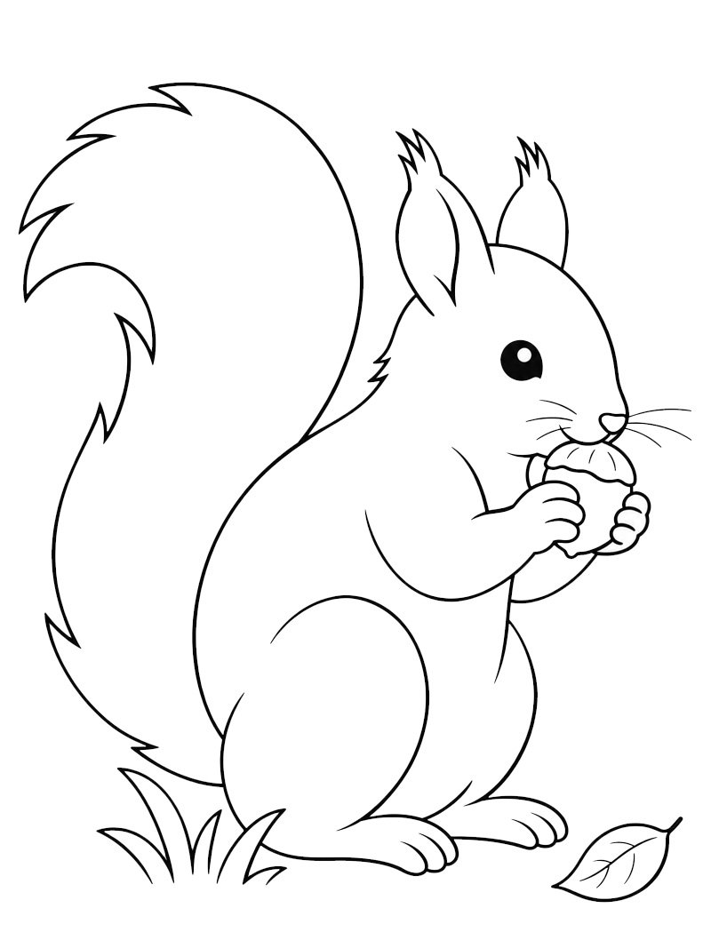 Ecureuil mange une noisette Coloriage Ecureuil mange une noisette Coloriage