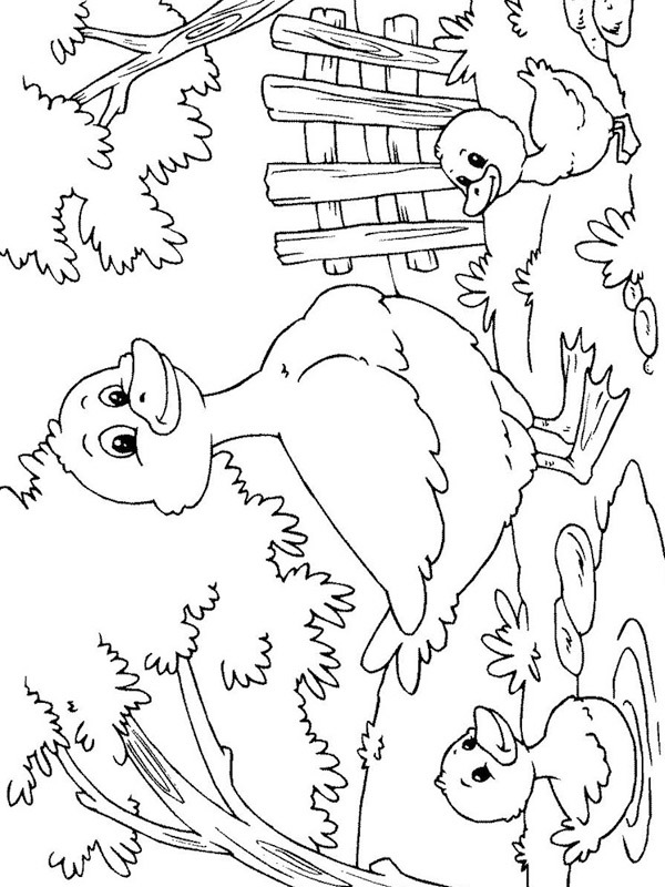 Canards avec maman canard Coloriage Canards avec maman canard Coloriage