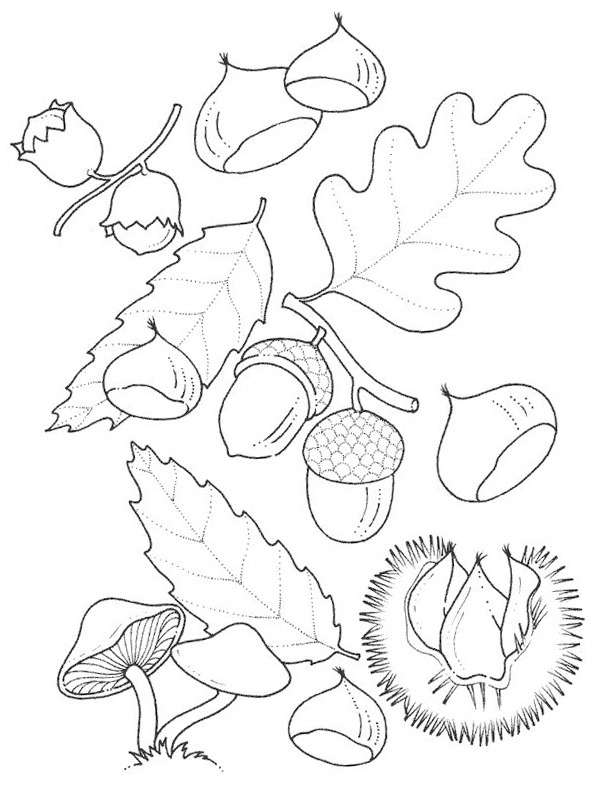 Feuilles de chêne Coloriage Feuilles de chêne Coloriage