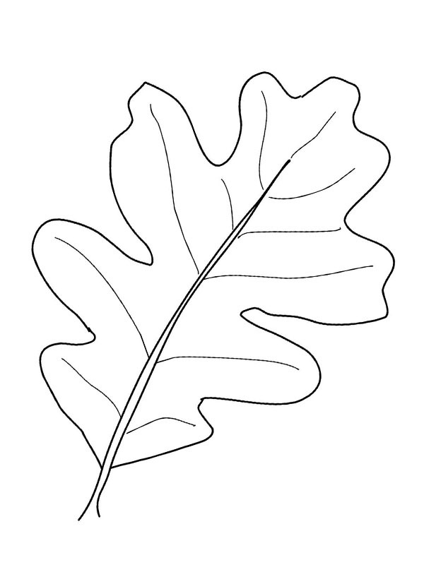 Feuille de chêne Coloriage Feuille de chêne Coloriage