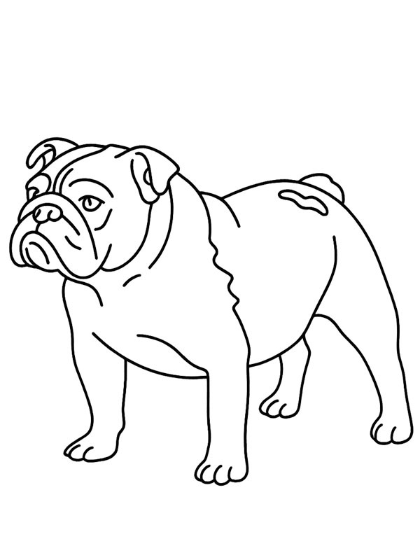 Bulldog anglais Coloriage Bulldog anglais Coloriage
