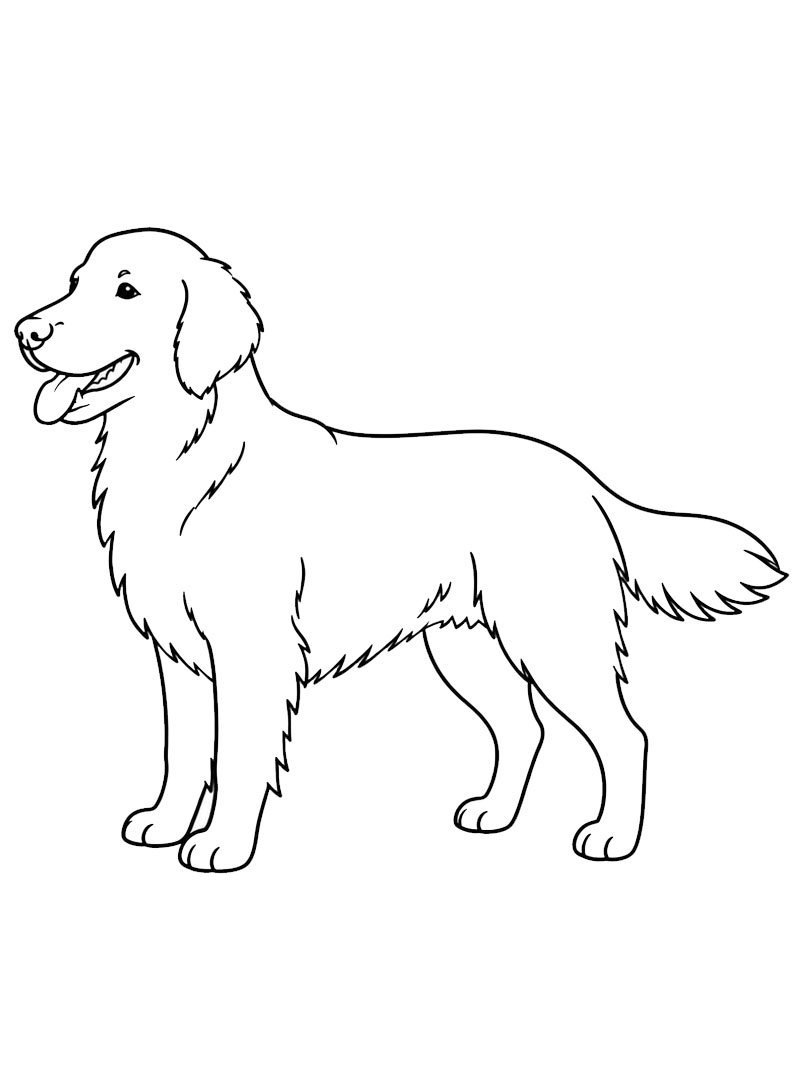 Retriever à poil plat Coloriage Retriever à poil plat Coloriage
