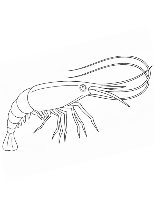 Crevette Coloriage Crevette Coloriage