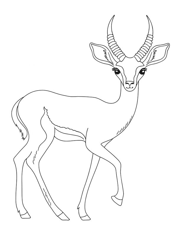 Gazelle Coloriage