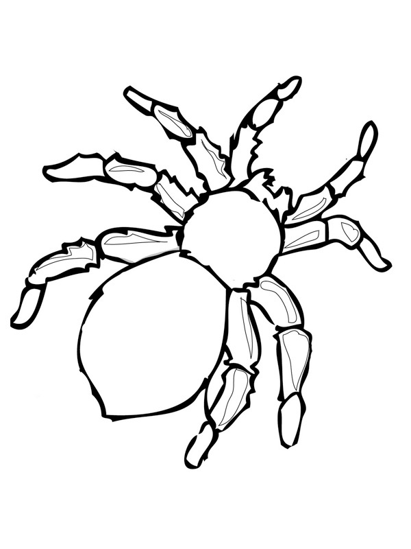 Araignée dangereuse Coloriage Araignée dangereuse Coloriage
