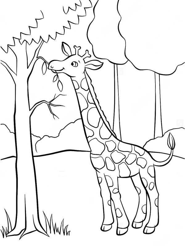 girafe mangeant des feuilles Coloriage