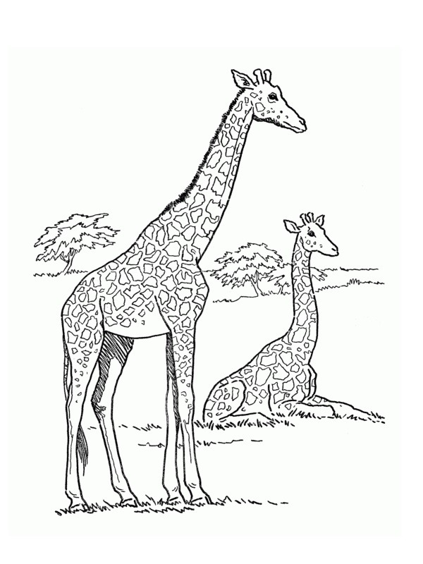 girafe Coloriage